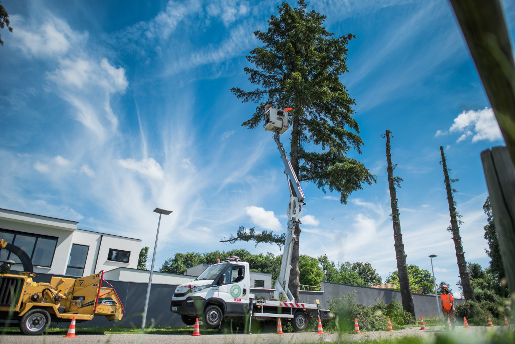 Travaux de taille et d'entretien des arbres d'alignement sur les voies et espaces publics simples 1