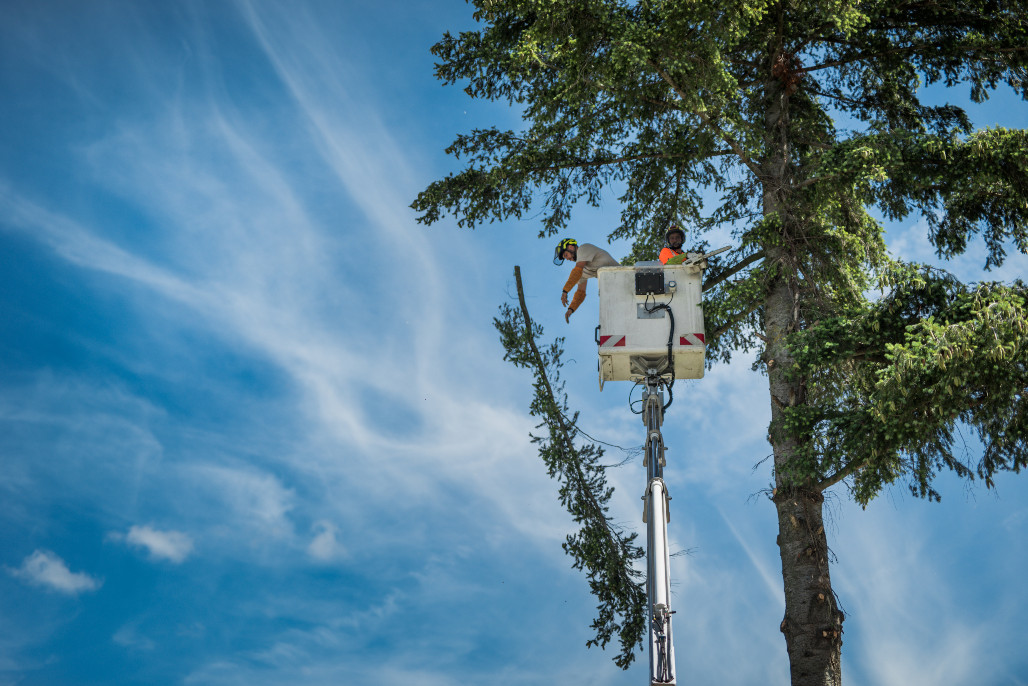 Travaux de taille et d'entretien des arbres d'alignement sur les voies et espaces publics simples 2