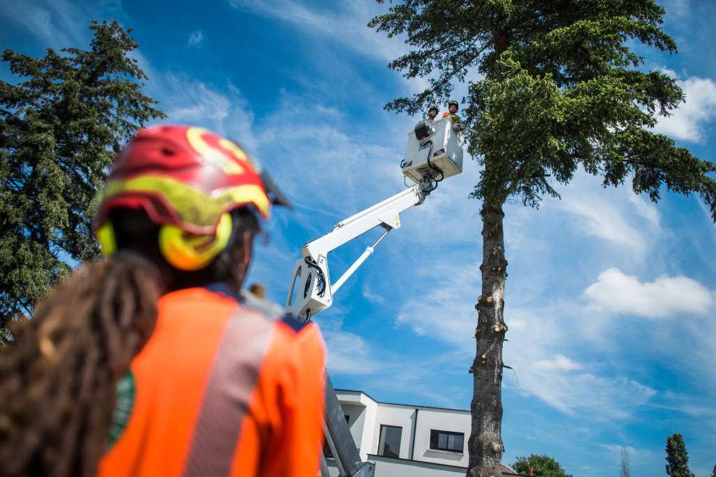 Travaux de taille et d'entretien des arbres d'alignement sur les voies et espaces publics simples 3