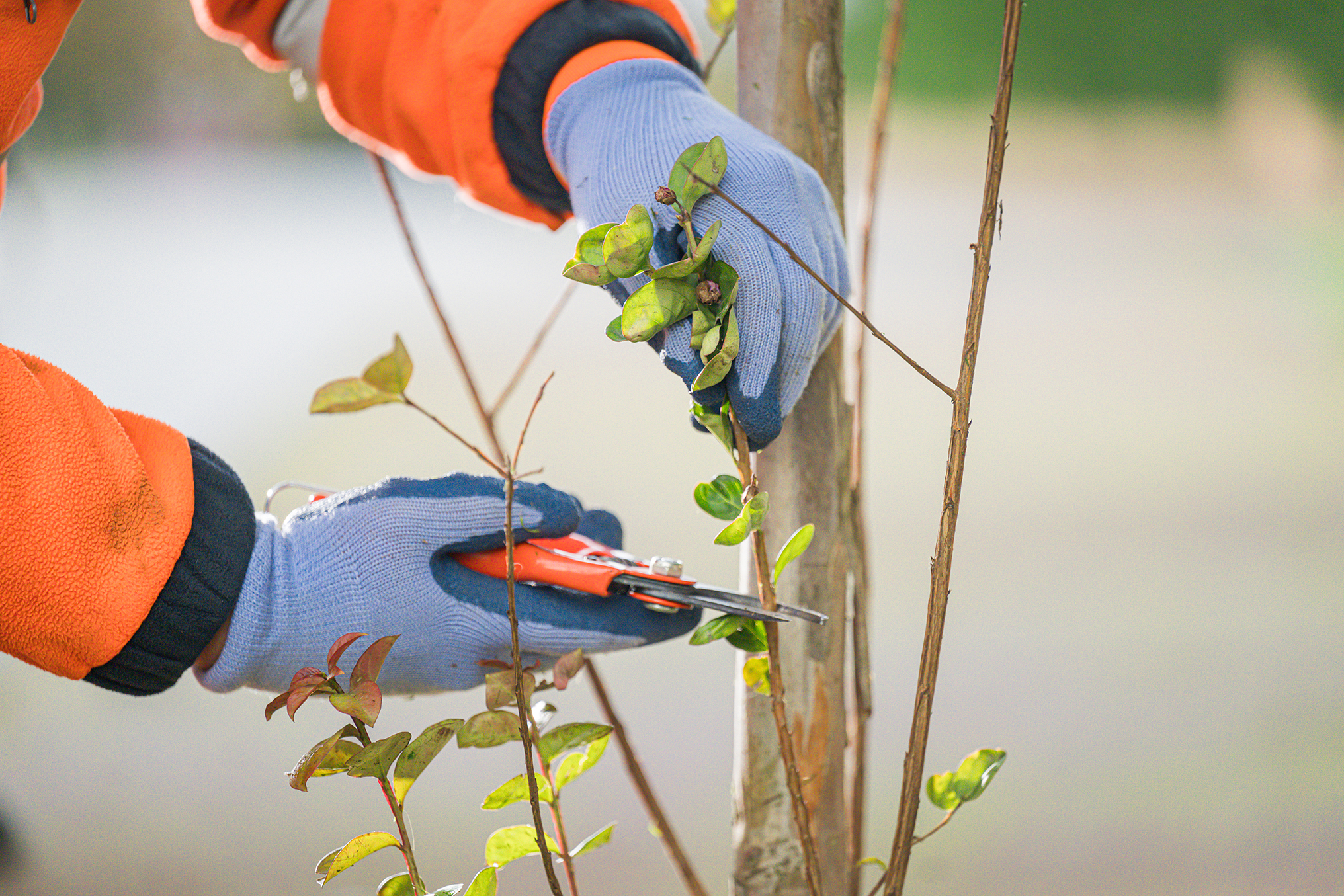 notre-politique-rse-taille-arbre-chazal