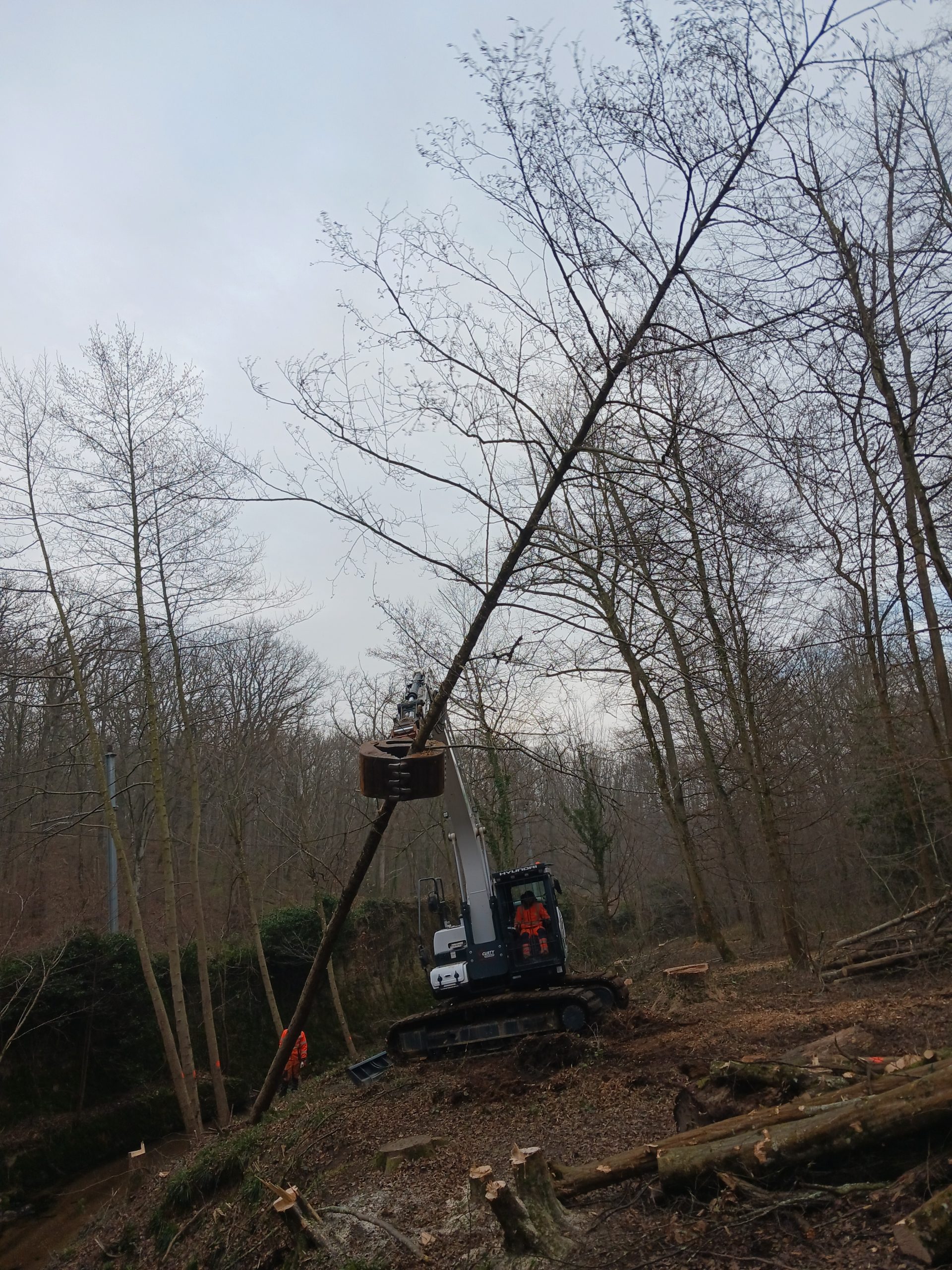 abattage-lacroix-laval-chazal