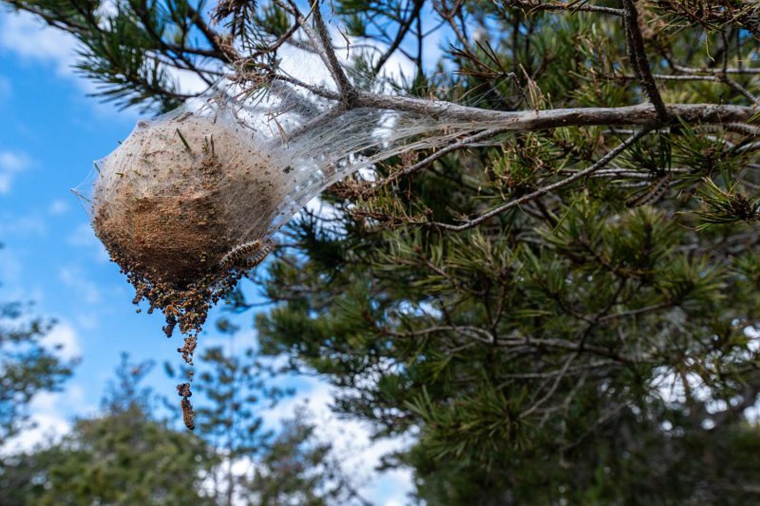 échenillage-chenille-processionnaires-chazal
