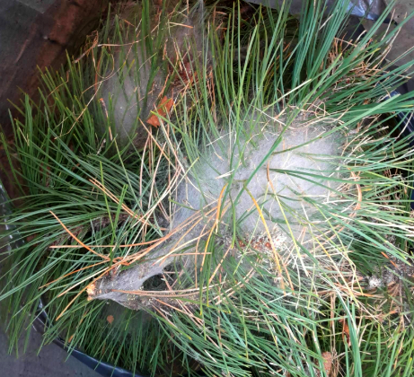 échenillage-chenille-processionnaires-chazal