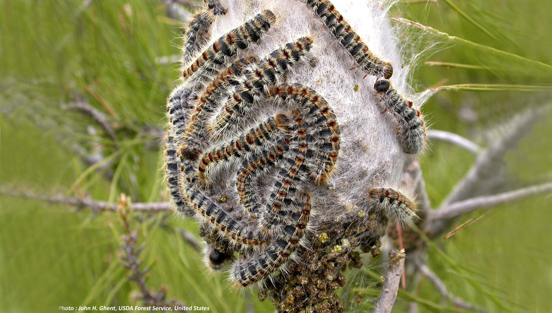 échenillage-chenille-processionnaires-chazal